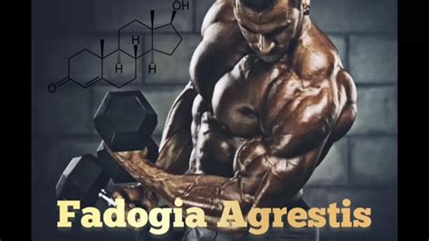 Fadogia Agrestis Supplement, Results, Side Effects, Benefits & Dosage