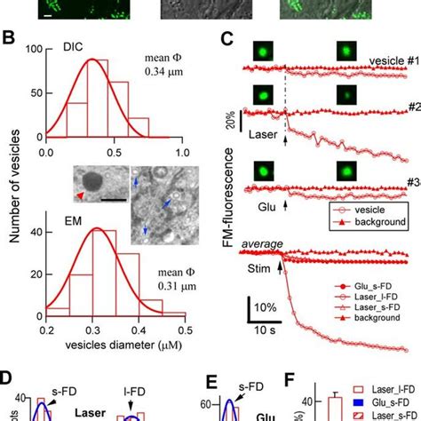 Evidence For Kiss And Run Release From Amperometry In Astrocytes Under Download Scientific