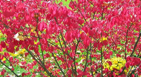 How To Care For The Burning Bush Plant Dengarden