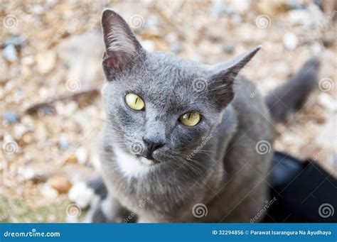 Siamese Cat. Royalty Free Stock Image - Image: 32294856