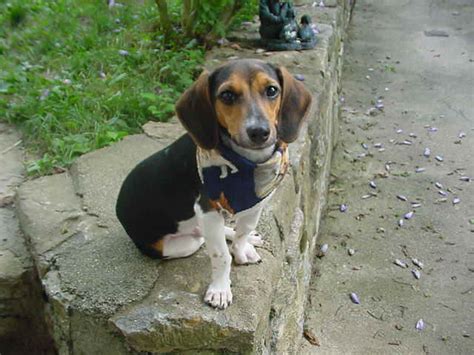 Beagle Dachshund Mix | PETSIDI