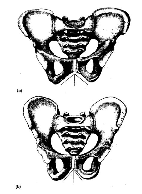 Female And Male Pelvis Diagrams Diagram Quizlet