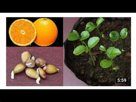 Tricks To Grow Orange Seed Fast On Easy Way Youtube