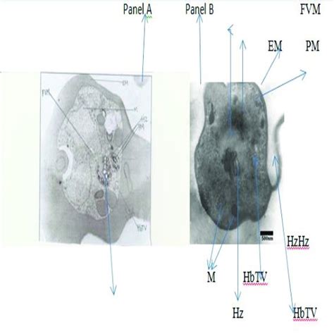 Hemozoin crystal have not showed in figure after 2x24 incubattion ...