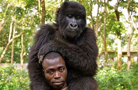 Gorilla Vs Man