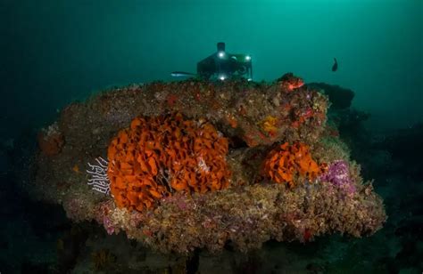 Conquista E Esperan A Conhe A O Parque Natural Marinho Do Recife