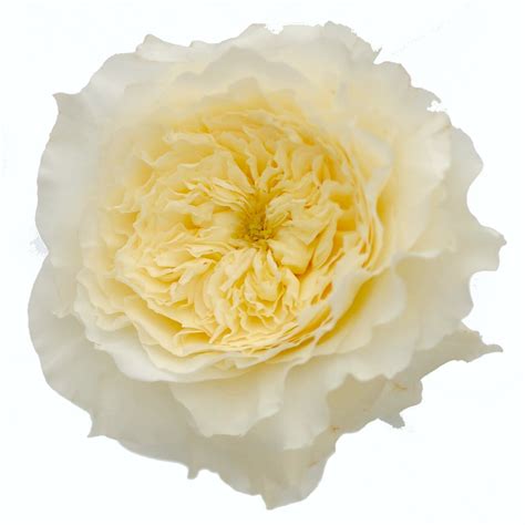 David Austin Patience Roses Wedding Roses Direct