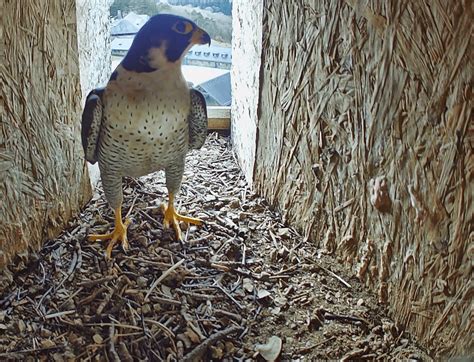 Wanderfalken brüten: Geburt live miterleben - Euskirchen
