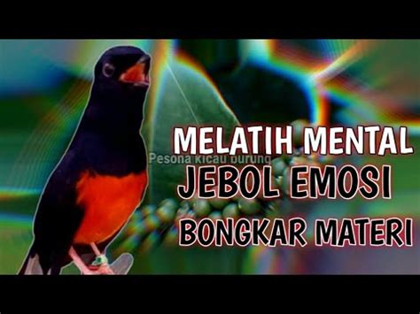 Pastol Pasti Ngamuk Pancingan Murai Batu Emosi Dengan Siulan Dan