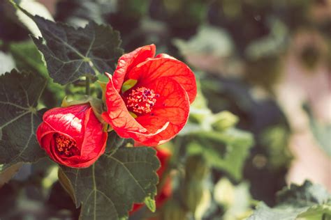 10 Stunning Red Flowering Shrubs Garden Lovers Club