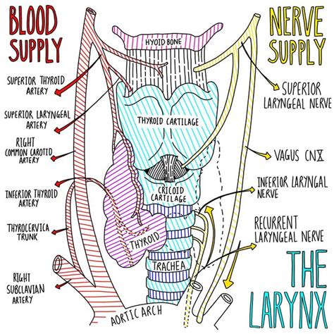 The Larynx Blood And Nerve Supply Medizzy