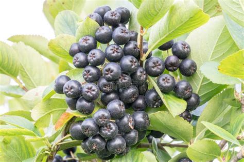 Bayas Maduras Del Chokeberry En La Rama Melanocarpa De Aronia Foto De