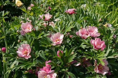 Una Guía Para Cultivar Peonías Para Una Hermosa Exhibición De Jardín Mi Diario De Campo