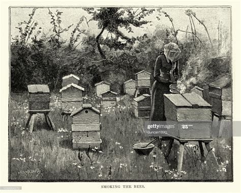 Vintage Engraving Of Beekeeping Female Beekeeper Smoking Bee Hives Bee Keeping Bee Hive Bee