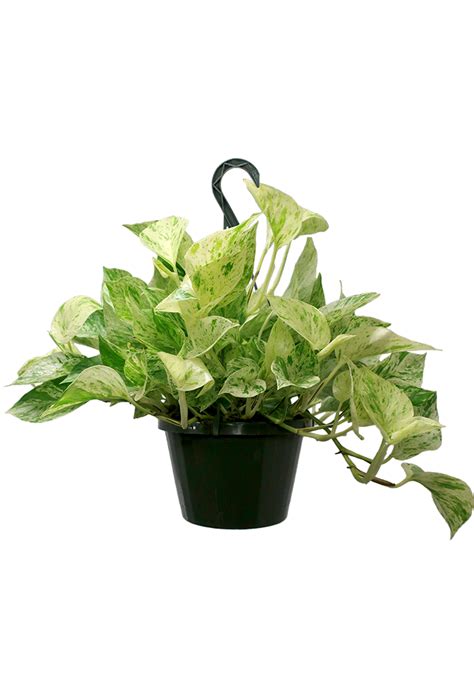 Pothos Marble Queen Hanging Basket Chelsea Garden Center