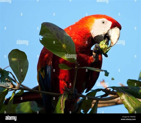 Scarlet Macaw Ara Macao Eating Costa Rica Stock Photo Alamy