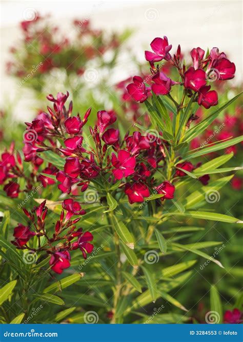 Oleander Bush With Variegated Yellow-green Leaves. Beautiful Poisonous