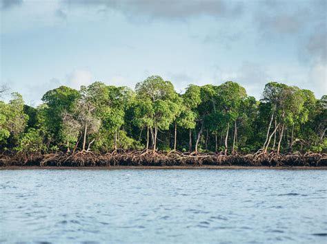 Mighty Mangroves | Stories | WWF