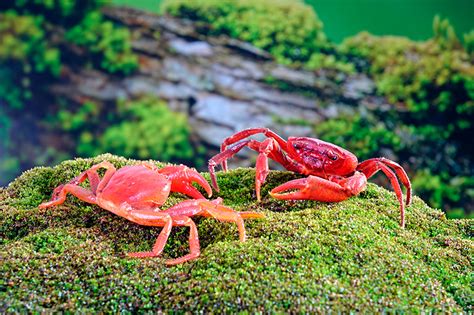 Los Cangrejos De Mar