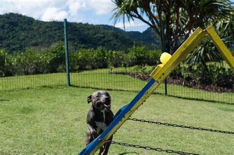 Cachorro Pit Bull De Nariz Azul Brincando E Se Divertindo No Parque