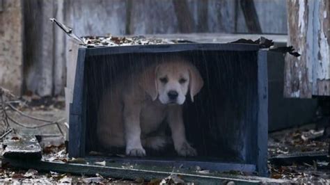 Budweiser Super Bowl 2015 Commercial, 'Lost Dog' Song by Sleeping at ...