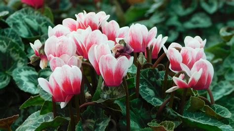 Plantes Dintérieur Comment Entretenir Votre Cyclamen Guide