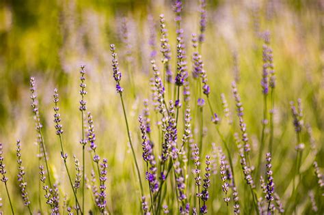 Lavender Flowers Field Free Photo On Pixabay Pixabay