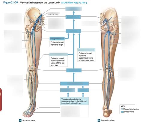 Veins Of Lower Limb Diagram Quizlet