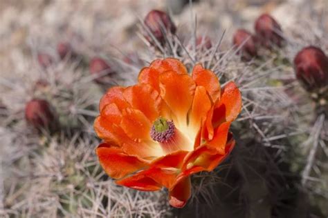 Beautiful Blooming Wild Desert Cactus Flowers — Stock Photo