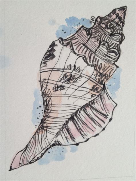 ink drawing   conch shell
