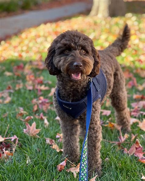 Chocolate Goldendoodle Takes All The Worries Away