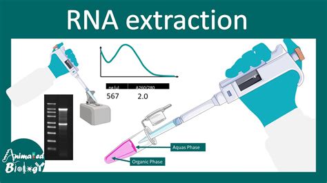 RNA Extraction Using Trizol Method YouTube