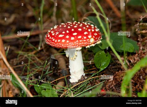 Bright Red Poisonous Fly Agaric Amanita Muscaria Toadstool