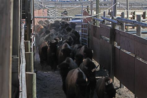 Capture Slaughter Of Yellowstone Bison Roil Big Sky Country Nbc News