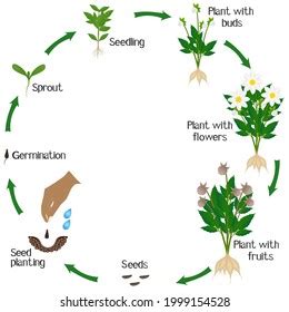 Life Cycle Plant Seeds Growth Biological Stock Vector Royalty Free