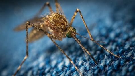 Where Do Mosquitoes Come From Suburban Exterminating Pest Control