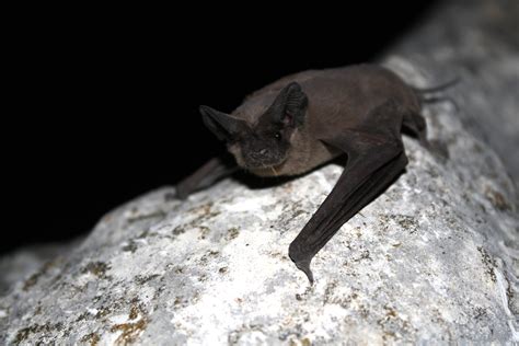 Let Us Help You With Bat Removal and Control In Central NY
