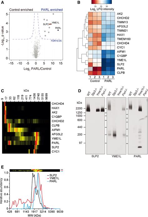 The Membrane Scaffold Slp2 Anchors A Proteolytic Hub In Mitochondria