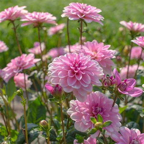 Dahlia Pink Perception | White Flower Farm