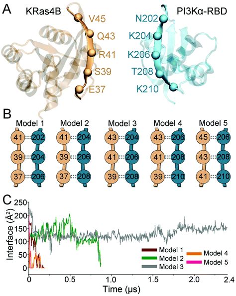 The Structural Basis For Ras Activation Of Pi K Lipid Kinase