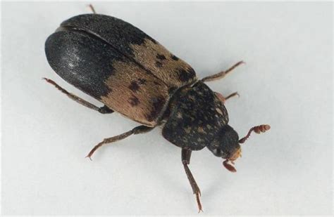 Common House Beetles Identification