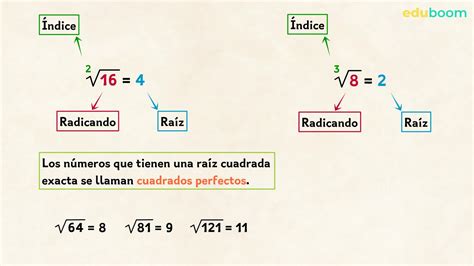 Raíces Raíces Cuadradas Matemáticas 6º Primaria