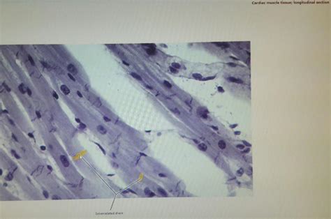 Bio Cardiovascular Lab Exam Study Guide Flashcards Easy Notecards