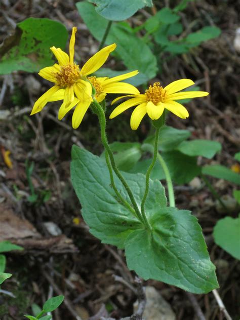 Broadleaf Arnica Native Forbs And Cactuses Of Golden Gate Canyon State