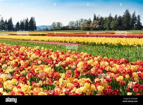 Cheerful Landscape Hi Res Stock Photography And Images Alamy