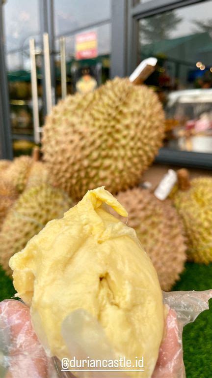 Makan Durian 🤪 Review Pauline Tjhin Di Restoran Durian Castle Kalideres