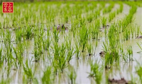 从种植到餐桌，一粒稻米走过了怎样的一生公司动态云上禾谷官网