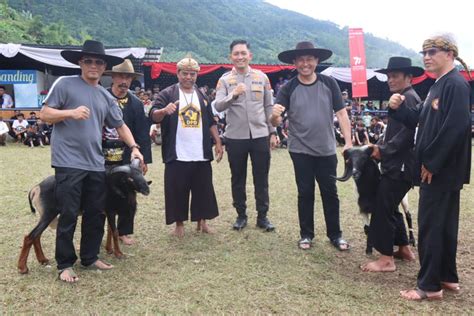 Domba Garut Ikon Daerah Dan Seni Ketangkasan Warisan Budaya Pendorong