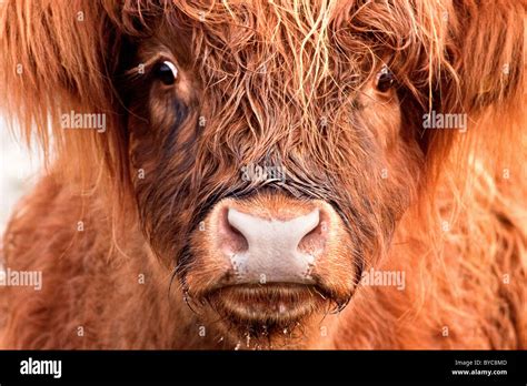 Junger Stier Gibt Mir Das Auge Stockfotografie Alamy