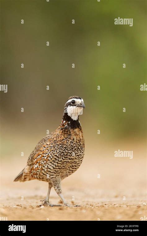 Virginia Quail Northern Bobwhites Colinus Virginianus Tree Quail